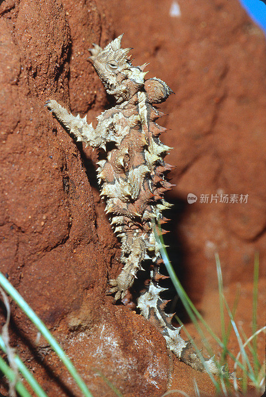 带刺的魔鬼(Moloch horridus)，通常也被称为山魔鬼，带刺的蜥蜴，带刺的龙，和摩洛克，是蜥蜴科的一种。这种植物是澳大利亚特有的。